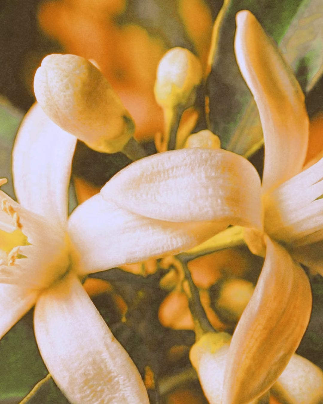 Flor de Laranjeira, ingrediente do perfume Nostalgic Velvet da Sorry Not Sorry