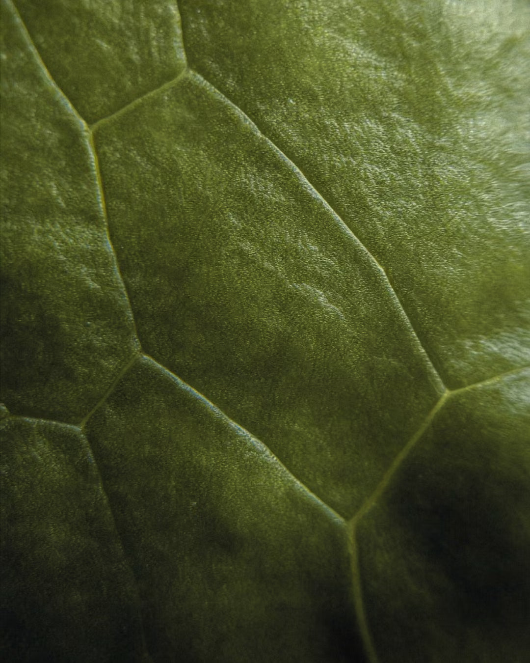 Chá Verde, ingrediente do perfume Wabi da Sorry Not Sorry